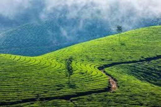 Munnar | Munnar taxi | Munnar taxi service | Munnar sightseeing | Munnar tours | Munnar jeep safari | Munnar local taxi | Munnar taxi booking | Munnar taxi packages | Munnar sightseeing taxi | Munnar taxi rates | Munnar sightseeing tour | taxi in Munnar | taxi service in Munnar | Munnar tour packages | Munnar taxi hire | Munnar taxi booking online | taxi near Munnar | Munnar taxi driver | jeep safari in Munnar | best taxi in Munnar | Munnar tour guide | local taxi in Munnar | taxi cab Munnar | sightseeing in Munnar | Munnar local tours | sightseeing taxi | Munnar taxi offers | Munnar private taxi | Munnar taxi for groups | affordable taxi Munnar | Munnar taxi for hire | Munnar city taxi | Munnar tourist taxi | Munnar airport taxi | taxi Munnar sightseeing packages | taxi for Munnar hills | taxi Munnar local sightseeing | Munnar eco taxi | Munnar private jeep safari | Munnar taxi contact | taxi services near Munnar | Munnar jeep hire | visit Munnar taxi | Munnar taxi transport | Munnar taxi prices | taxi Munnar Kerala | Munnar taxi day tour | jeep safari packages Munnar | Munnar sightseeing trip | Munnar travel taxi | local taxi services Munnar | Munnar honeymoon packages | honeymoon tour Munnar | honeymoon taxi Munnar | honeymoon sightseeing Munnar | Munnar honeymoon tours | honeymoon jeep safari Munnar | honeymoon travel packages Munnar | romantic tours Munnar | honeymoon package deals Munnar | Munnar romantic packages | jeep safari Munnar | jeep safari Munnar packages | jeep safari in Munnar | jeep safari booking Munnar | jeep safari tours Munnar | jeep safari Kerala | jeep safari Munnar cost | jeep safari adventure Munnar | jeep safari wildlife Kerala | jeep safari package deals Munnar | jeep safari booking online Munnar | jeep safari local Munnar | jeep safari hills Munnar | jeep safari nature tours Munnar | Munnar local sightseeing | Munnar taxi reviews | Munnar taxi booking service | Munnar taxi offers | Munnar taxi cost | Munnar taxi trip planner | Munnar taxi family packages | Munnar outstation taxi packages | Munnar airport transfers | Munnar Sandy Taxi contact | Munnar taxi phone number | taxi booking contact Munnar | taxi service customer support Munnar | taxi contact details Munnar | taxi booking helpline Munnar.