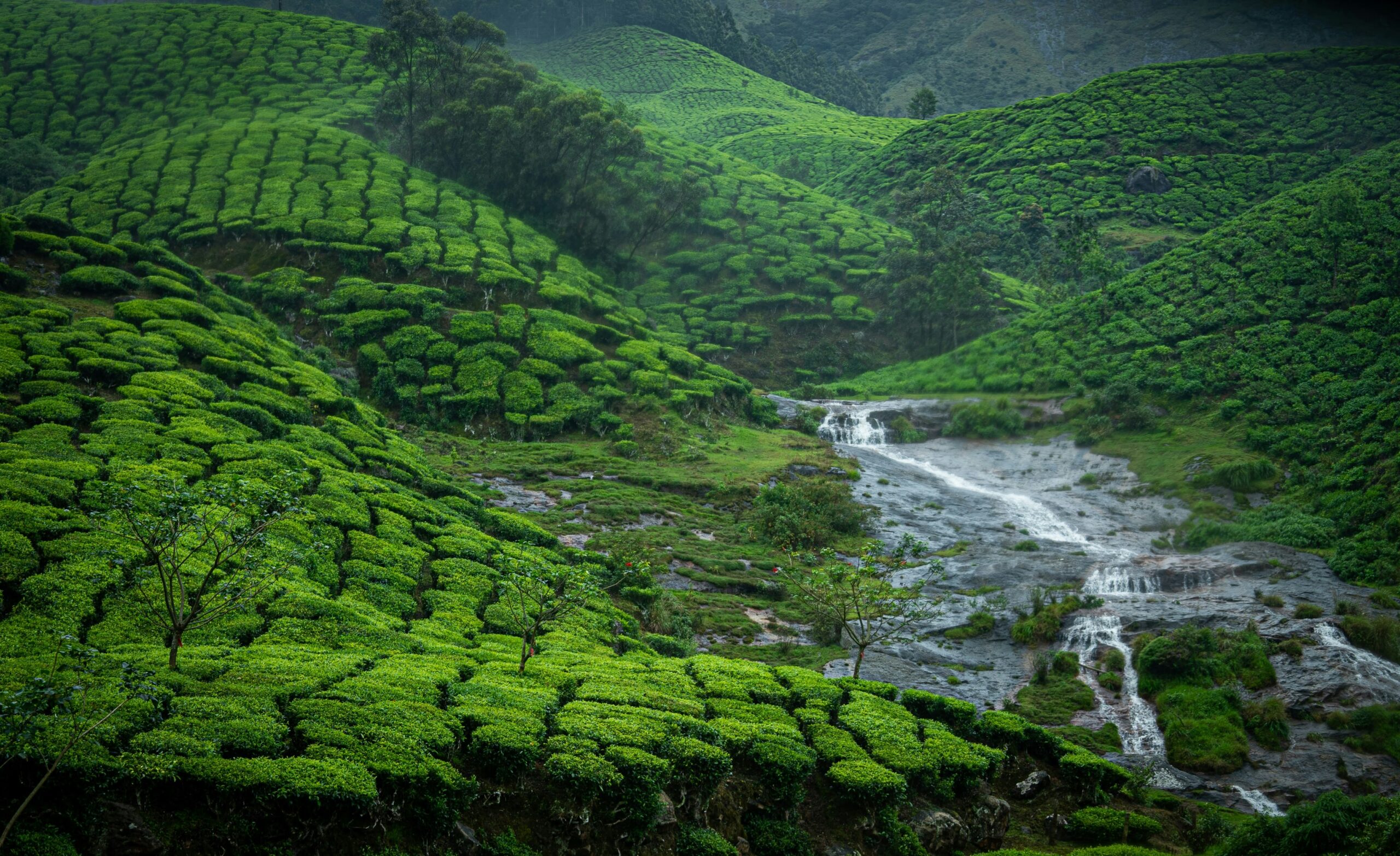 Cochin Tour Packages | Kerala Tour Packages From Cochin | Cochin Honeymoon Tour Packages | Cochin Family Tour Packages | Cochin To Munnar Tour Packages | Cochin To Alleppey Tour Packages | Cochin To Thekkady Tour Packages | Cochin Sightseeing Tour Packages | Budget Tour Packages Cochin | Luxury Tour Packages Cochin | Customized Tour Packages Cochin | Cochin City Tour Packages | Cochin Heritage Tour Packages | Cochin Spice Tour Packages | Cochin Backwater Tour Packages | Cochin Monsoon Tour Packages | Cochin Nature Tour Packages | Cochin Wildlife Tour Packages | Cochin Houseboat Tour Packages | Kerala Hill Station Tour From Cochin | Cochin Beach Tour Packages | Cochin Cultural Tour Packages | Cochin Adventure Tour Packages | Cochin Backpacker Tour Packages | Cochin 2 Days Tour Packages | Cochin 3 Days Tour Packages | Cochin 4 Days Tour Packages | Cochin Weekend Tour Packages | Cochin Local Sightseeing Tour Packages | Cochin Boat Tour Packages | Cochin Tourism Packages Online | Cochin Couples Tour Packages | Cochin Group Tour Packages | Cochin Pilgrimage Tour Packages | Cochin Road Trip Tour Packages | Cochin Eco Tour Packages | Cochin Budget Honeymoon Packages | Cochin Heritage Walk Tour Packages | Cochin City Heritage Tour Packages | Cochin Historical Tour Packages | Cochin Nature Walk Tour Packages | Cochin Water Sports Tour Packages | Cochin Ayurveda Tour Packages | Cochin Food Tour Packages | Cochin Backwater Houseboat Tour Packages | Cochin Wildlife Sanctuary Tour Packages | Cochin Sunset Cruise Tour Packages | Cochin Photography Tour Packages | Cochin Monsoon Packages | Cochin Trekking Tour Packages | Cochin Luxury Stay Tour Packages | Cochin Pilgrim Tour Packages | Taxi Packages Cochin | Kerala Taxi Packages | Cochin Taxi Tour Packages | Cochin Outstation Taxi Packages | Airport Taxi Packages Cochin | Budget Taxi Packages Cochin | Luxury Taxi Packages Cochin | Family Taxi Packages Cochin | Group Taxi Packages Cochin | Cochin Taxi Rental Packages | Cochin Taxi Booking Packages | Corporate Taxi Packages Cochin | Customized Taxi Packages Cochin | Cochin Tempo Traveller Packages | Cochin Tour Taxi Packages | Cochin Wedding Taxi Packages | Cochin Airport Transfer Packages | Cochin Local Taxi Packages | Cochin Taxi Offers | Cochin Prepaid Taxi Packages | Cochin Taxi Service Packages | Cochin Taxi Deals | Cochin Taxi Hire Packages | Cochin Taxi Pricing Packages | Special Taxi Packages Cochin | Cochin Taxi Travel Packages | Cochin Taxi Package Rates | Cochin Taxi With Driver Packages | Cochin Ramadan Taxi Packages | Cochin Monsoon Taxi Packages | Cochin Holiday Taxi Packages | Cochin Eco Friendly Taxi Packages | Cochin Sightseeing Taxi Packages | Cochin Outstation Travel Packages | Cochin Taxi Package Booking | Cochin Taxi Package Discounts | Cochin Taxi Bundle Packages | Cochin Taxi Supersaver Packages | Cochin Taxi Service Deals | Cochin Taxi Flat Rate Packages | Cochin Taxi Night Packages | Cochin Taxi Monthly Packages | Cochin Taxi Party Packages | Cochin Taxi Day Tour Packages | Cochin City Taxi Packages | Cochin Tourist Taxi Packages | Cochin Taxi With AC Packages | Cochin Taxi Without AC Packages | Cochin Taxi Economy Packages | Cochin Taxi Seasonal Packages | Cochin Taxi Family Tour Packages | Cochin Taxi Business Packages | Cochin Taxi Package Offers